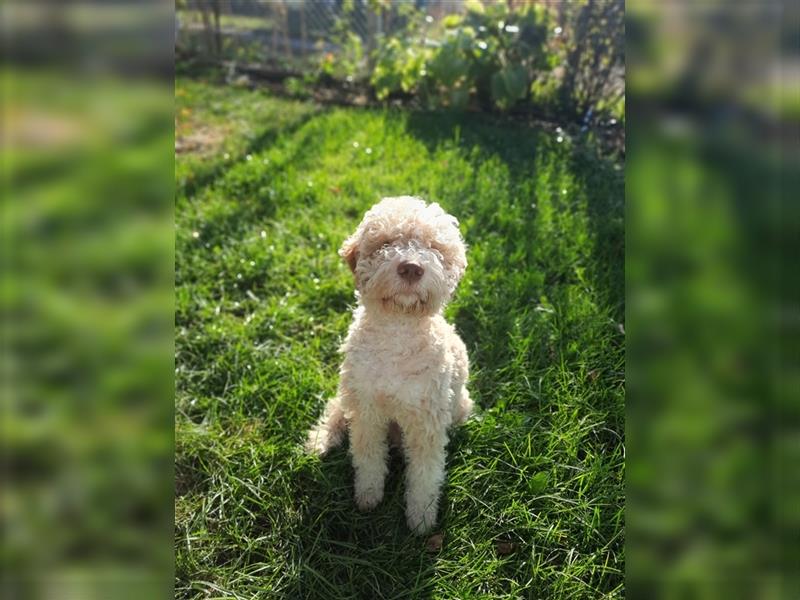 Gaius, 4 Monate alter Lagotto Romagnolo