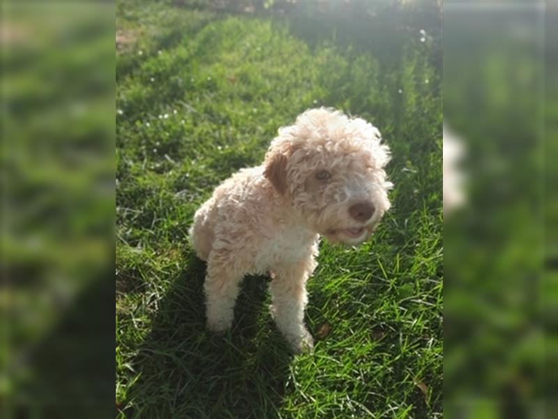 Gaius, 4 Monate alter Lagotto Romagnolo