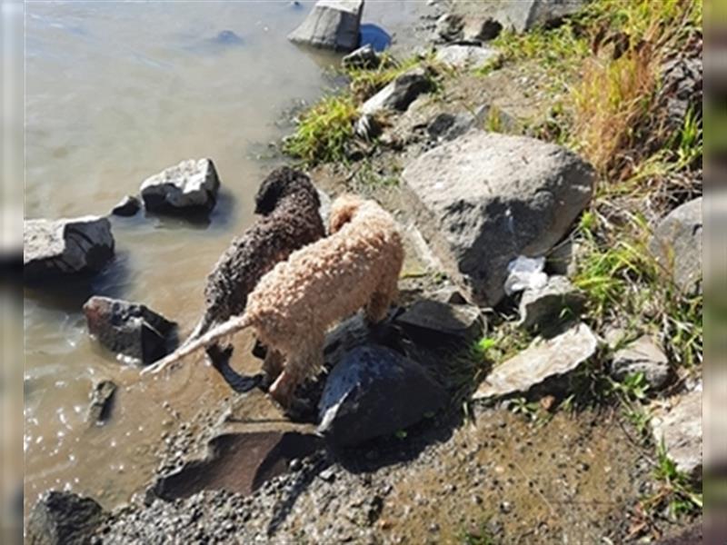 Gaius, 4 Monate alter Lagotto Romagnolo