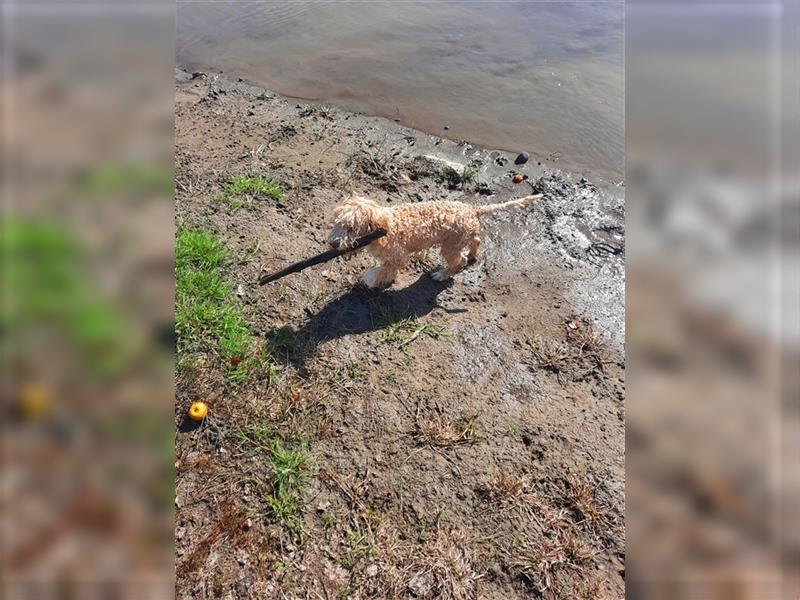 Gaius, 4 Monate alter Lagotto Romagnolo