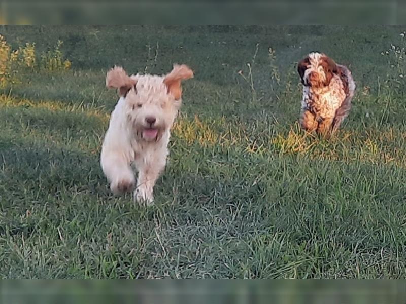 Gaius, 4 Monate alter Lagotto Romagnolo