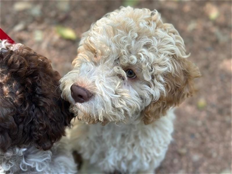 Gaius, 4 Monate alter Lagotto Romagnolo