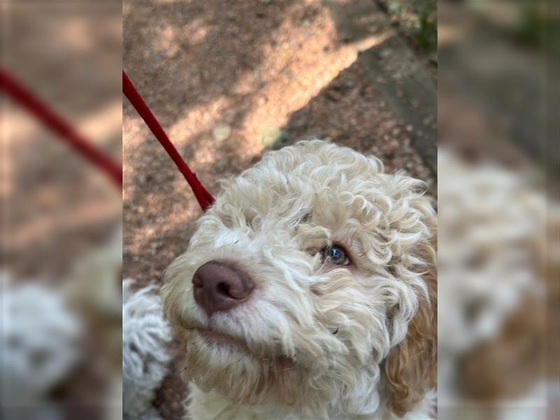 Gaius, 4 Monate alter Lagotto Romagnolo