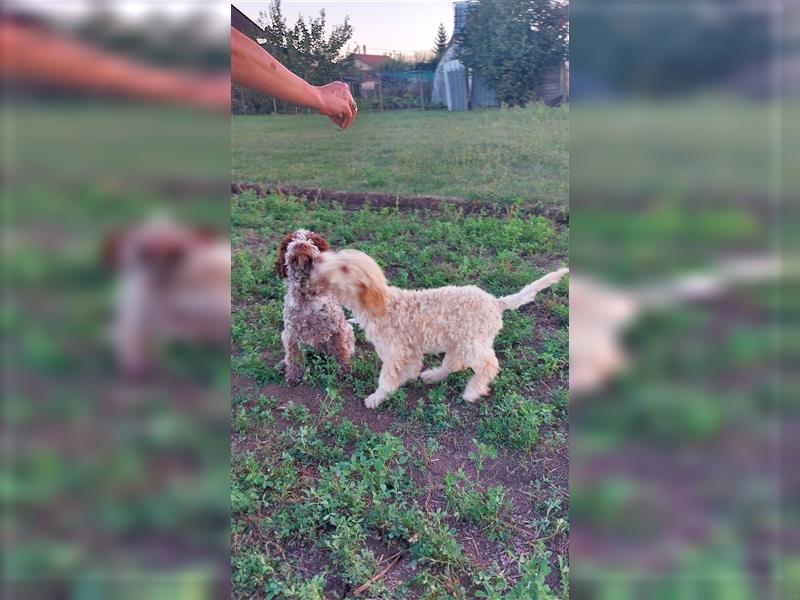 Gaius, 4 Monate alter Lagotto Romagnolo