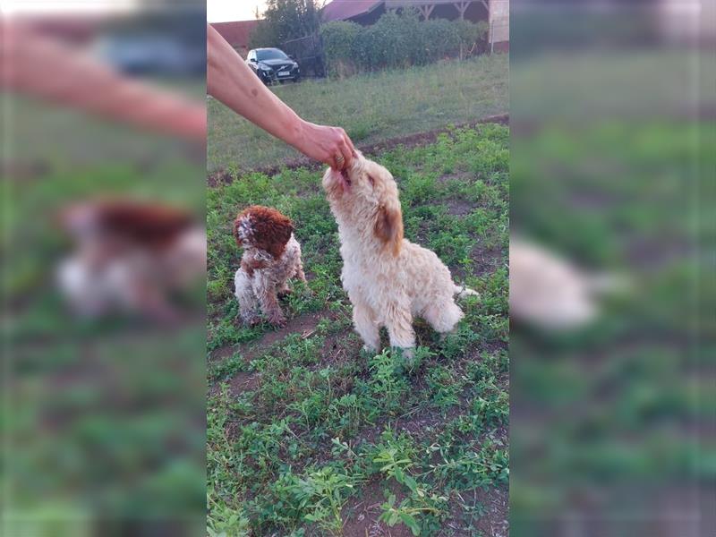 Gaius, 4 Monate alter Lagotto Romagnolo