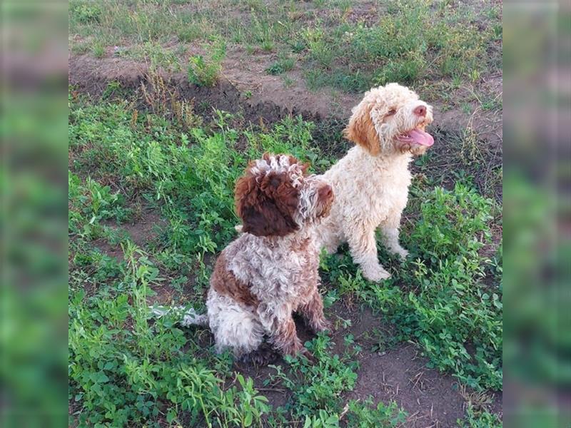 Gaius, 4 Monate alter Lagotto Romagnolo