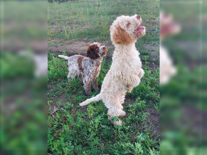 Gaius, 4 Monate alter Lagotto Romagnolo