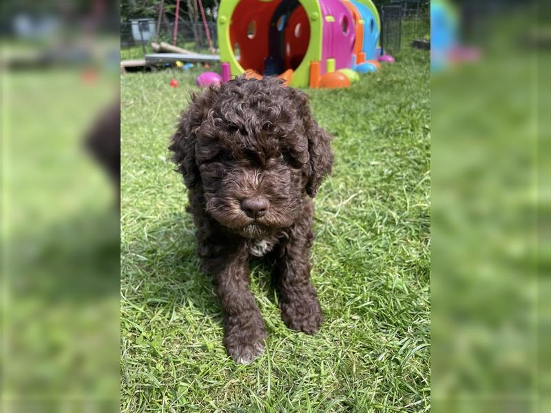 Lagotto Romagnolo - Welpen   -  1 Rüde sucht (wieder) ein tolles Zuhause