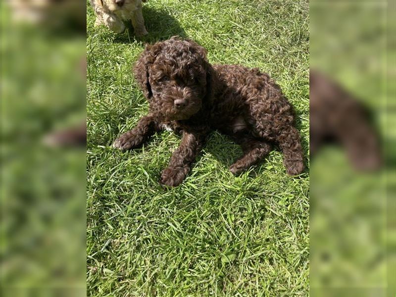 Lagotto Romagnolo - Welpen   -  1 Rüde sucht (wieder) ein tolles Zuhause