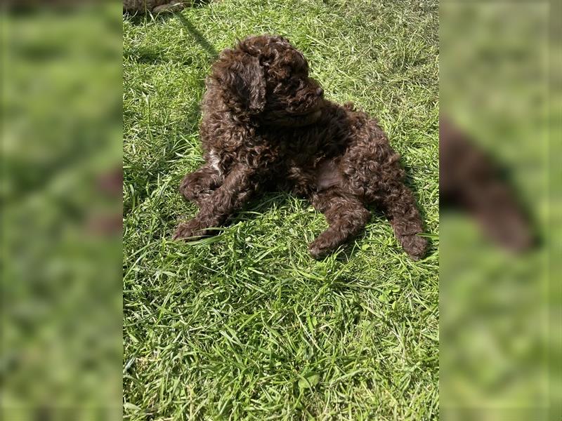 Lagotto Romagnolo - Welpen   -  1 Rüde sucht (wieder) ein tolles Zuhause