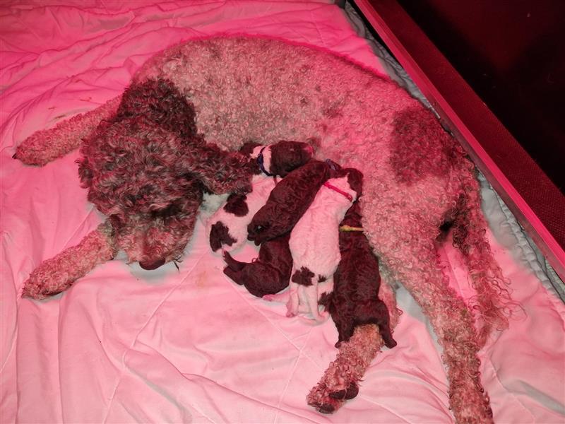 Lagotto Romagnolo Welpen