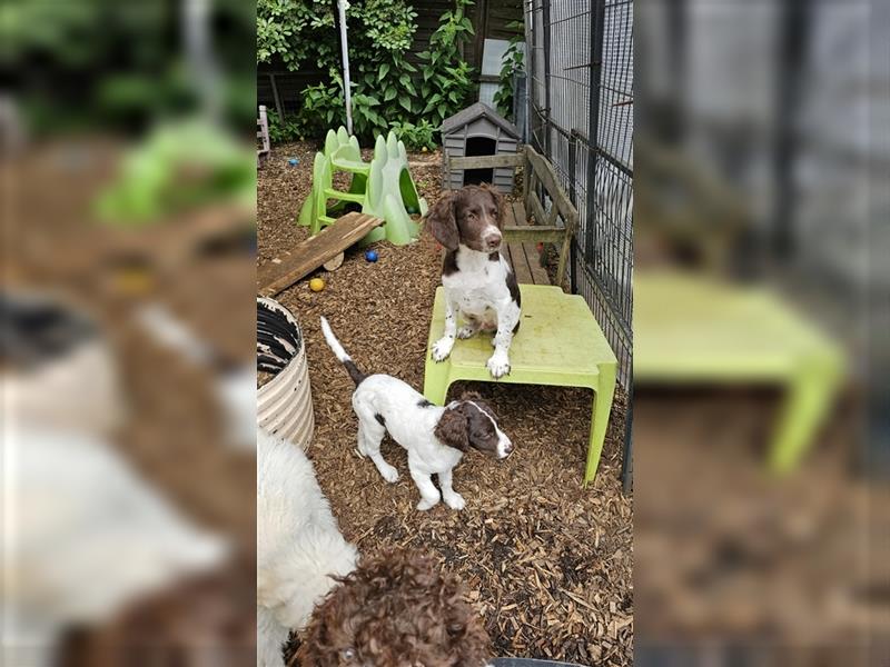 Lagotto Romagnolo Welpen (Rüde und Hündin) vom Fichtelhof