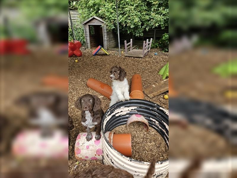 Lagotto Romagnolo Welpen (Rüde und Hündin) vom Fichtelhof