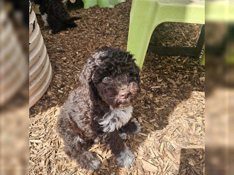 Lagotto Romagnolo Welpen (Rüde und Hündin) vom Fichtelhof