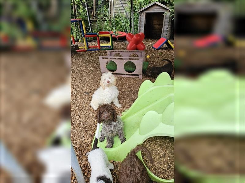 Lagotto Romagnolo Welpen (Rüde und Hündin) vom Fichtelhof