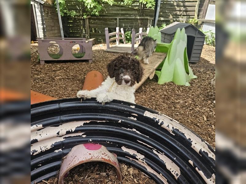 Lagotto Romagnolo Welpen (Rüde und Hündin) vom Fichtelhof