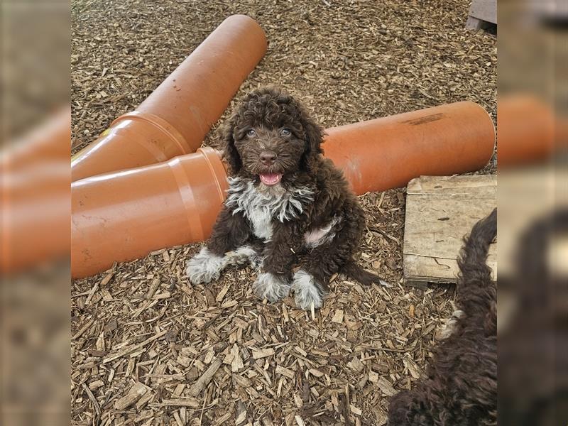 Lagotto Romagnolo Welpen (Rüde und Hündin) vom Fichtelhof