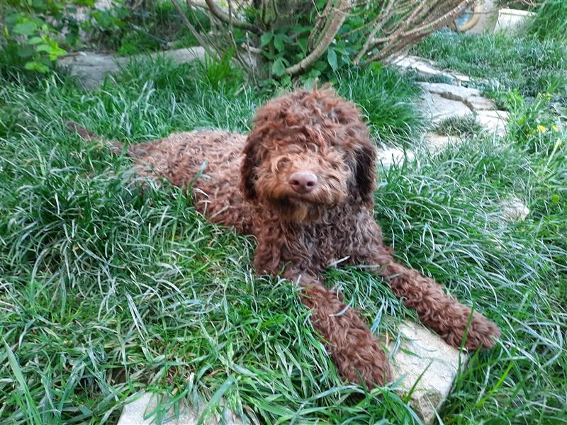 Reinrassige Lagotto Romagnolo Welpen