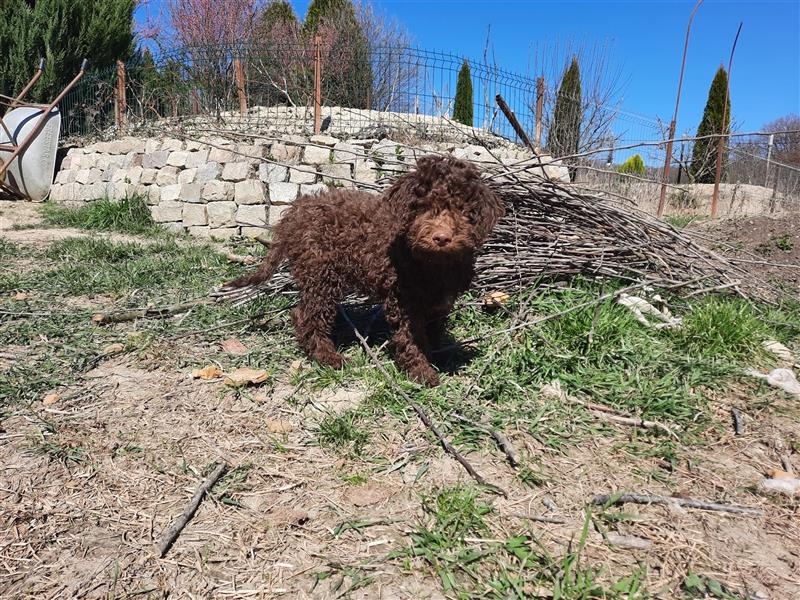 Reinrassige Lagotto Romagnolo Welpen