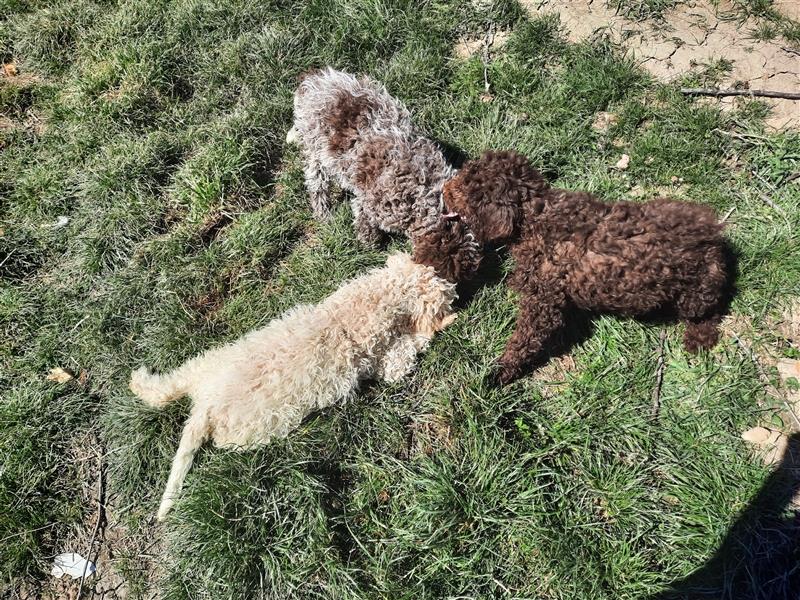 Reinrassige Lagotto Romagnolo Welpen