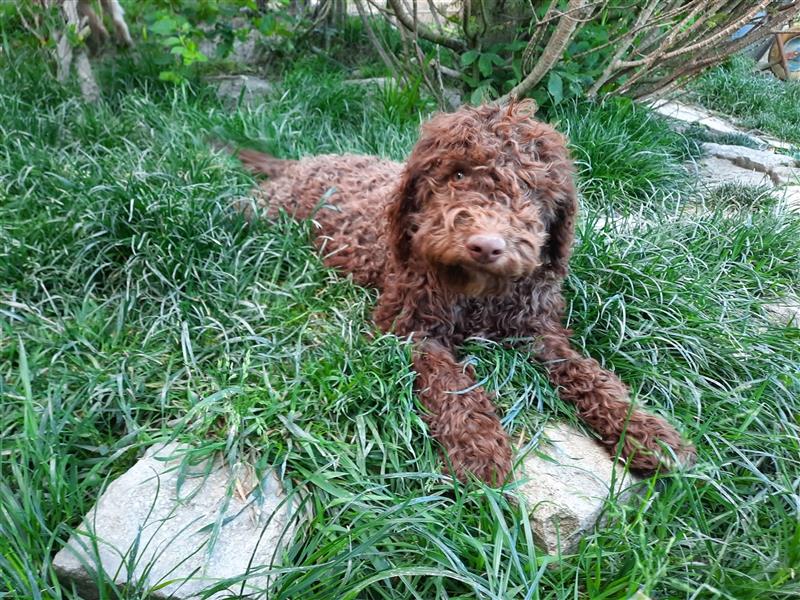 Reinrassige Lagotto Romagnolo Welpen