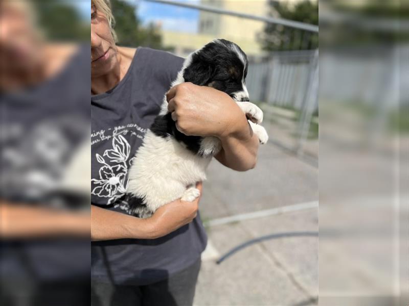 Leni - Hundekind, ca. 06.2022 geboren, sucht verantwortungsvolles Zuhause