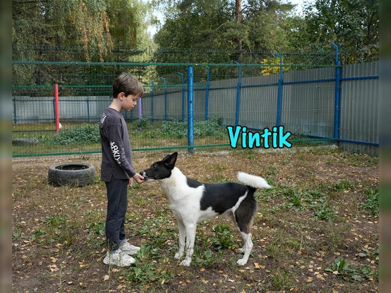 Vintik 08/2021 (RUS) - sehr intelligenter und sportlicher Laika-ähnlicher Rüde!