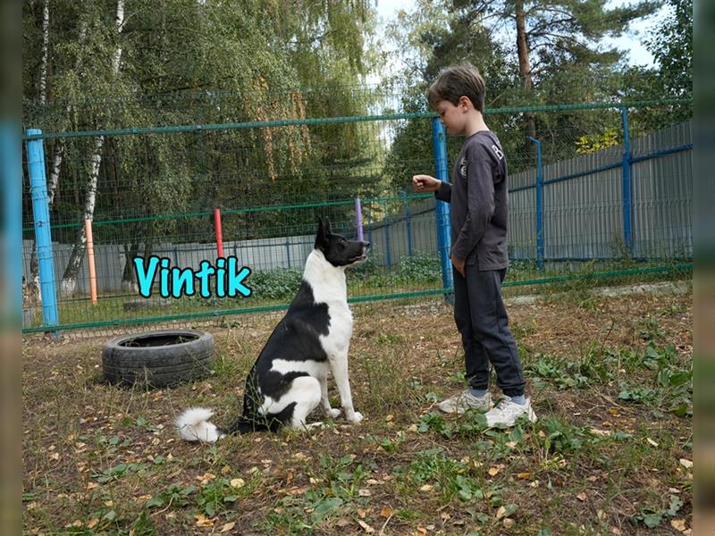 Vintik 08/2021 (RUS) - sehr intelligenter und sportlicher Laika-ähnlicher Rüde!