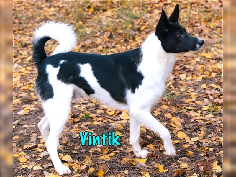 Vintik 08/2021 (RUS) - sehr intelligenter und sportlicher Laika-ähnlicher Rüde!