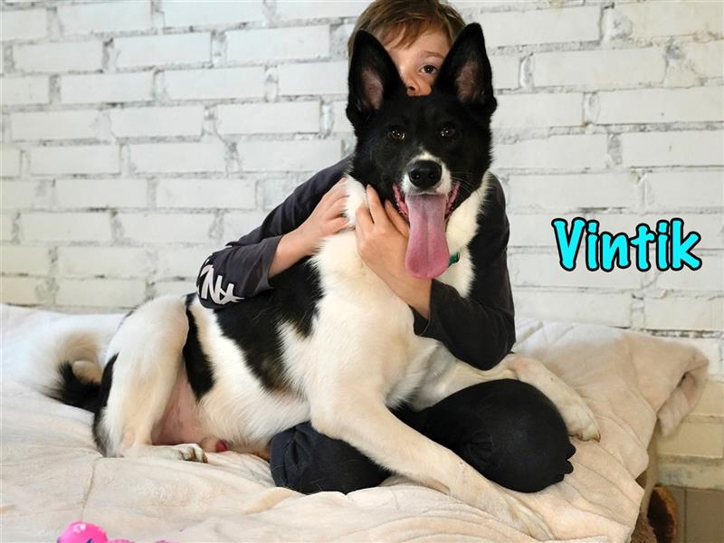 Vintik 08/2021 (RUS) - sehr intelligenter und sportlicher Laika-ähnlicher Rüde!