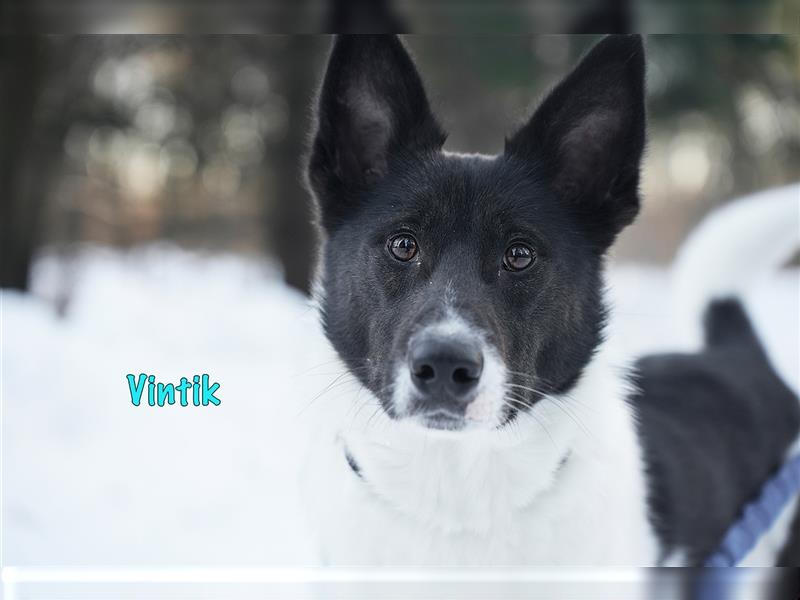 Vintik 08/2021 (RUS) - sehr intelligenter und sportlicher Laika-ähnlicher Rüde!