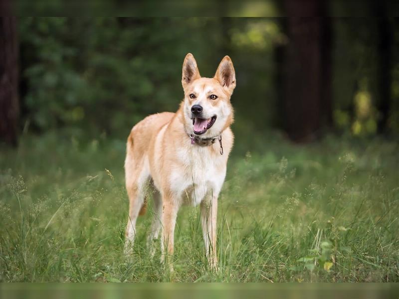 Freundlicher Lucky sucht sein Zuhause