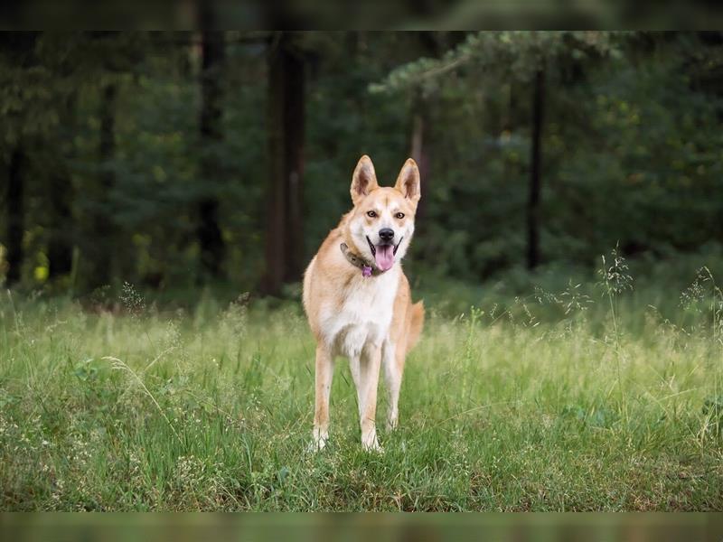 Freundlicher Lucky sucht sein Zuhause