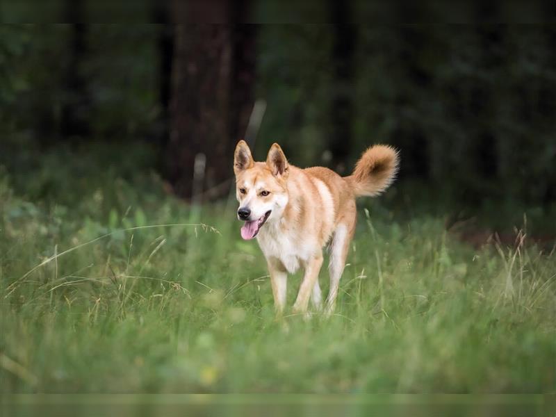 Freundlicher Lucky sucht sein Zuhause