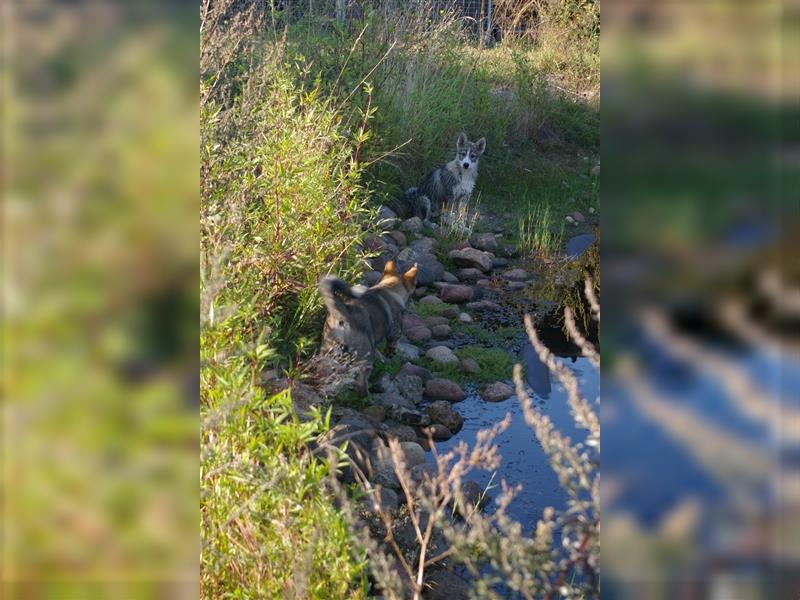 4 Westsibirische Laikarüden abzugeben