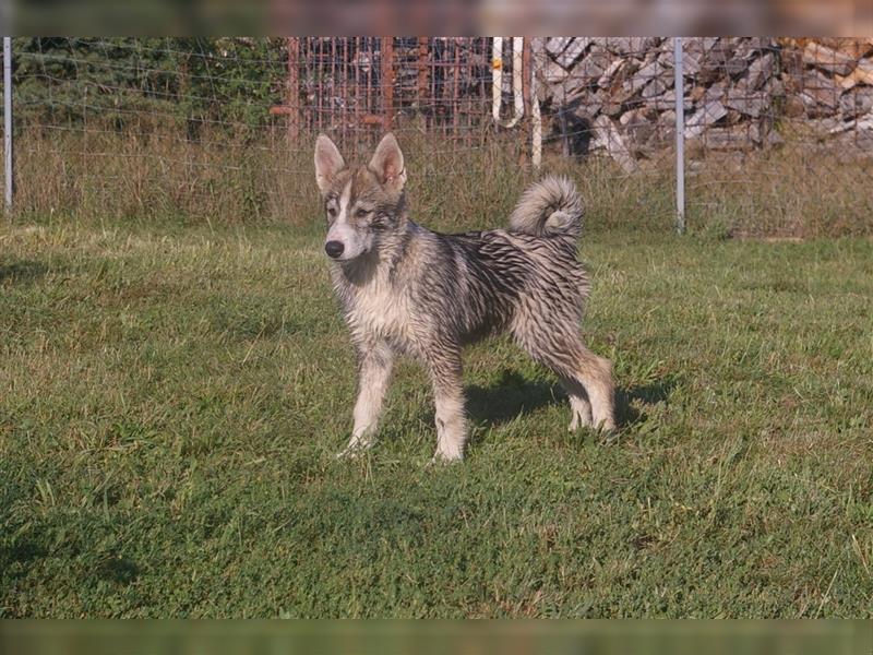 4 Westsibirische Laikarüden abzugeben