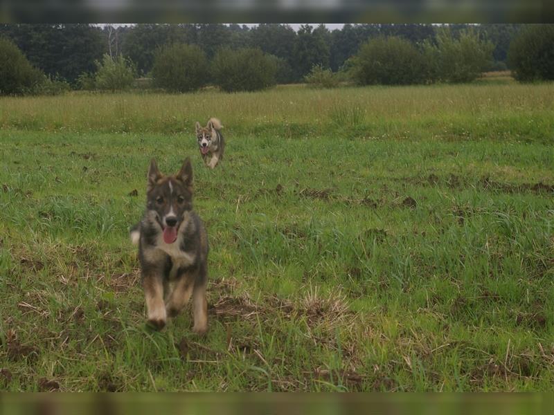 4 Westsibirische Laikarüden abzugeben