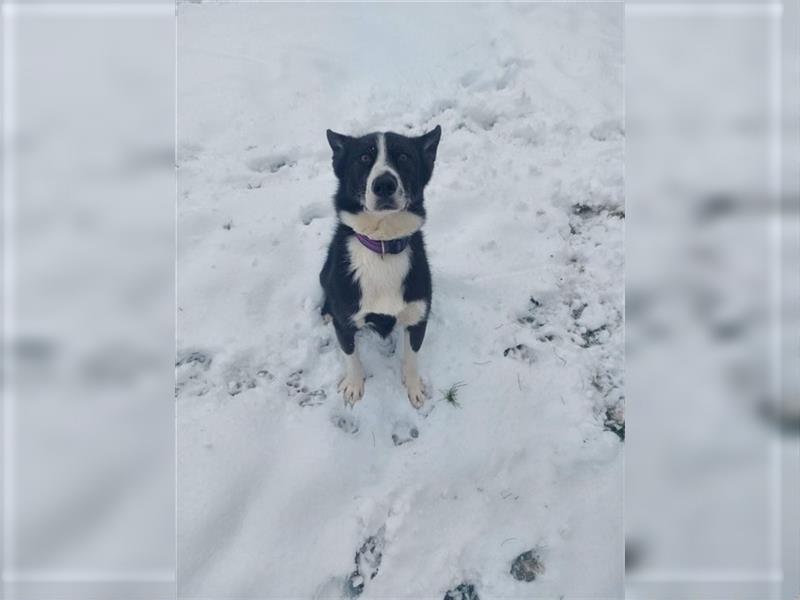 BOOMER - der verschmuste Rüde ist auf der Suche nach einer neuen Familie mit etwas Hundeerfahrung