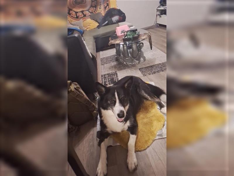 BOOMER - der verschmuste Rüde ist auf der Suche nach einer neuen Familie mit etwas Hundeerfahrung