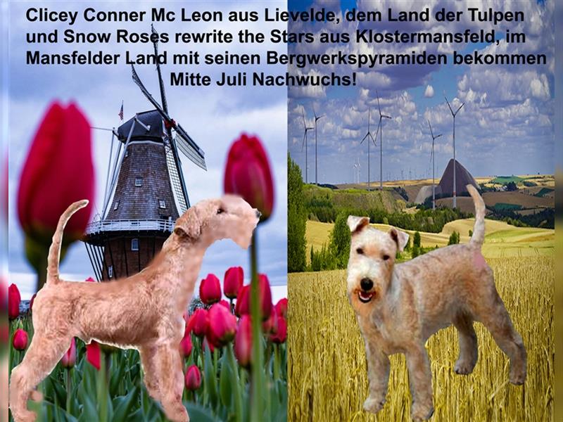 Lakeland Terrier Welpen abzugeben!