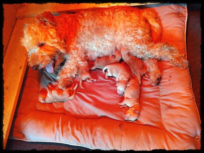 Lakeland Terrier Welpen abzugeben!