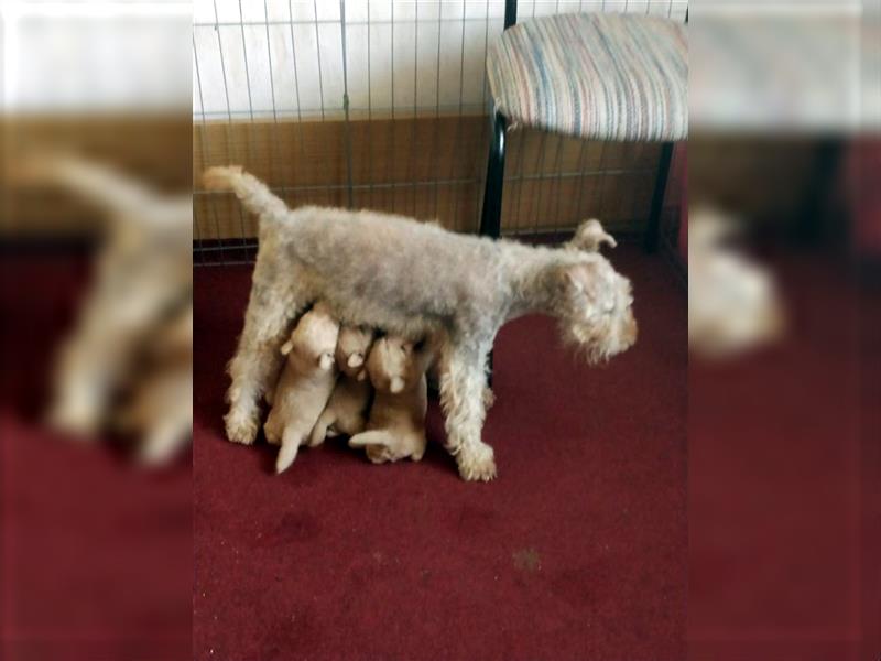 Lakeland Terrier Welpen abzugeben!