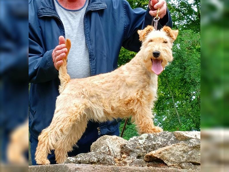 Lakeland Terrier Welpen abzugeben!