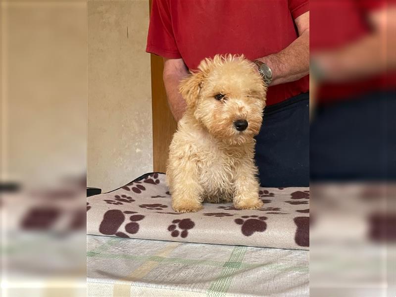 Lakeland Terrier Welpen abzugeben!