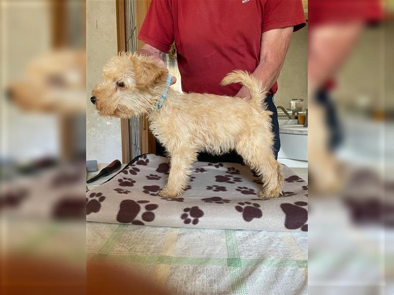 Lakeland Terrier Welpen abzugeben!