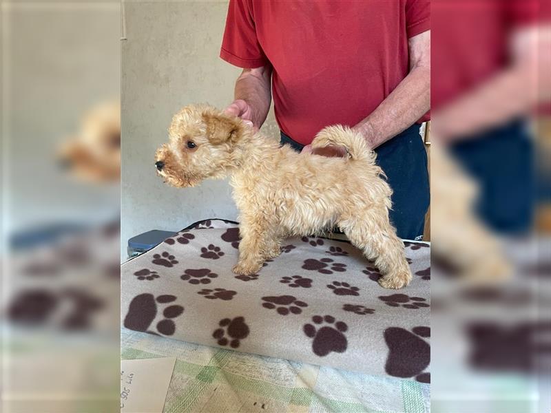 Lakeland Terrier Welpen abzugeben!