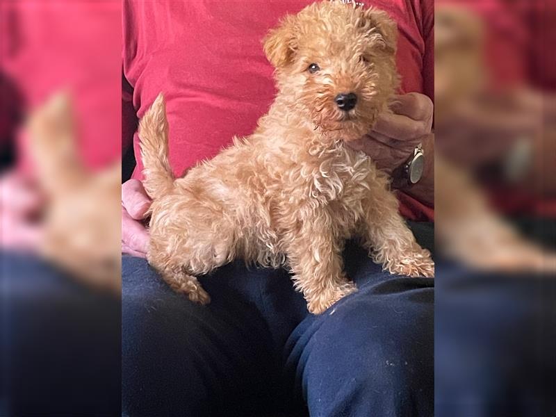 Lakeland Terrier Welpen abzugeben!