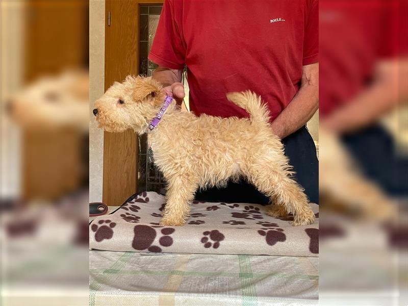 Lakeland Terrier Welpen abzugeben!