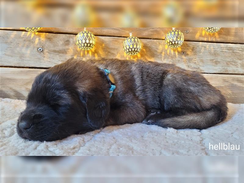 Leonberger Welpen mit Ahnentafel