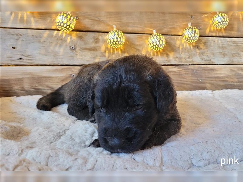 Leonberger Welpen mit Ahnentafel